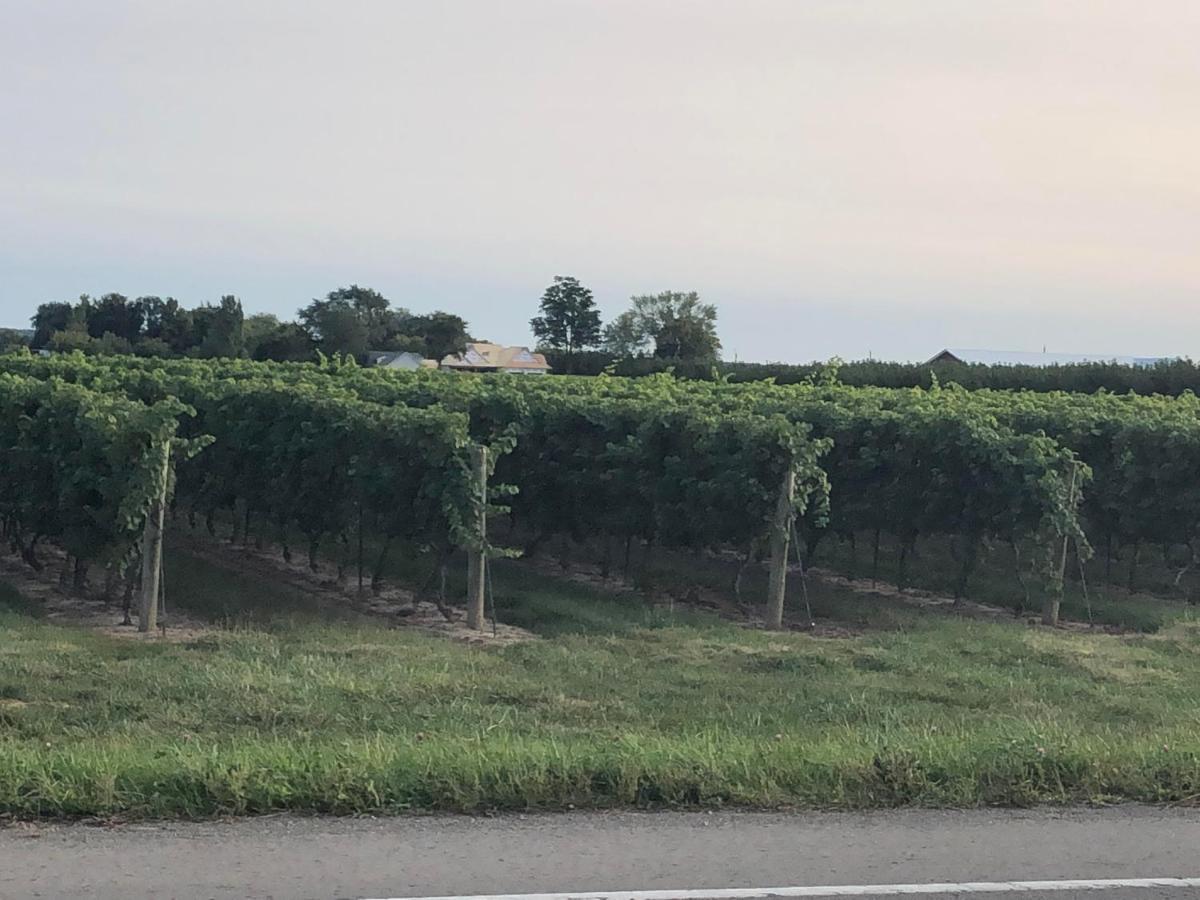 Villa In The Vines Niagara-on-the-Lake Ngoại thất bức ảnh